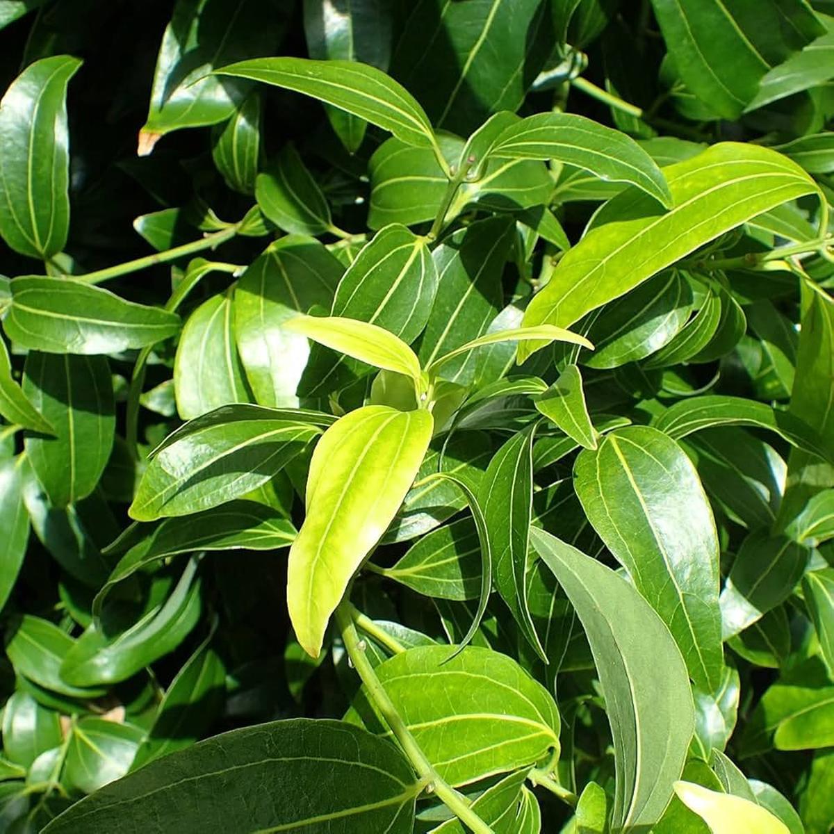 Green Bay Leaf Herb Seeds for Planting Heirloom, Non-GMO, Organic Garden Seeds with High Germination