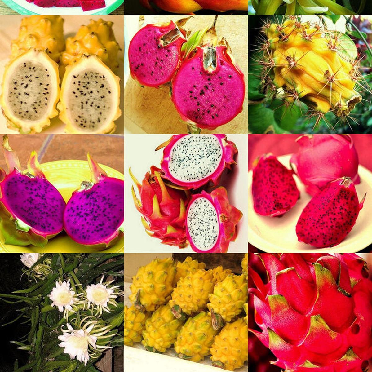 Mixed Pitaya Fruit Seeds for Planting - Heirloom & Non-GMO Garden Seeds