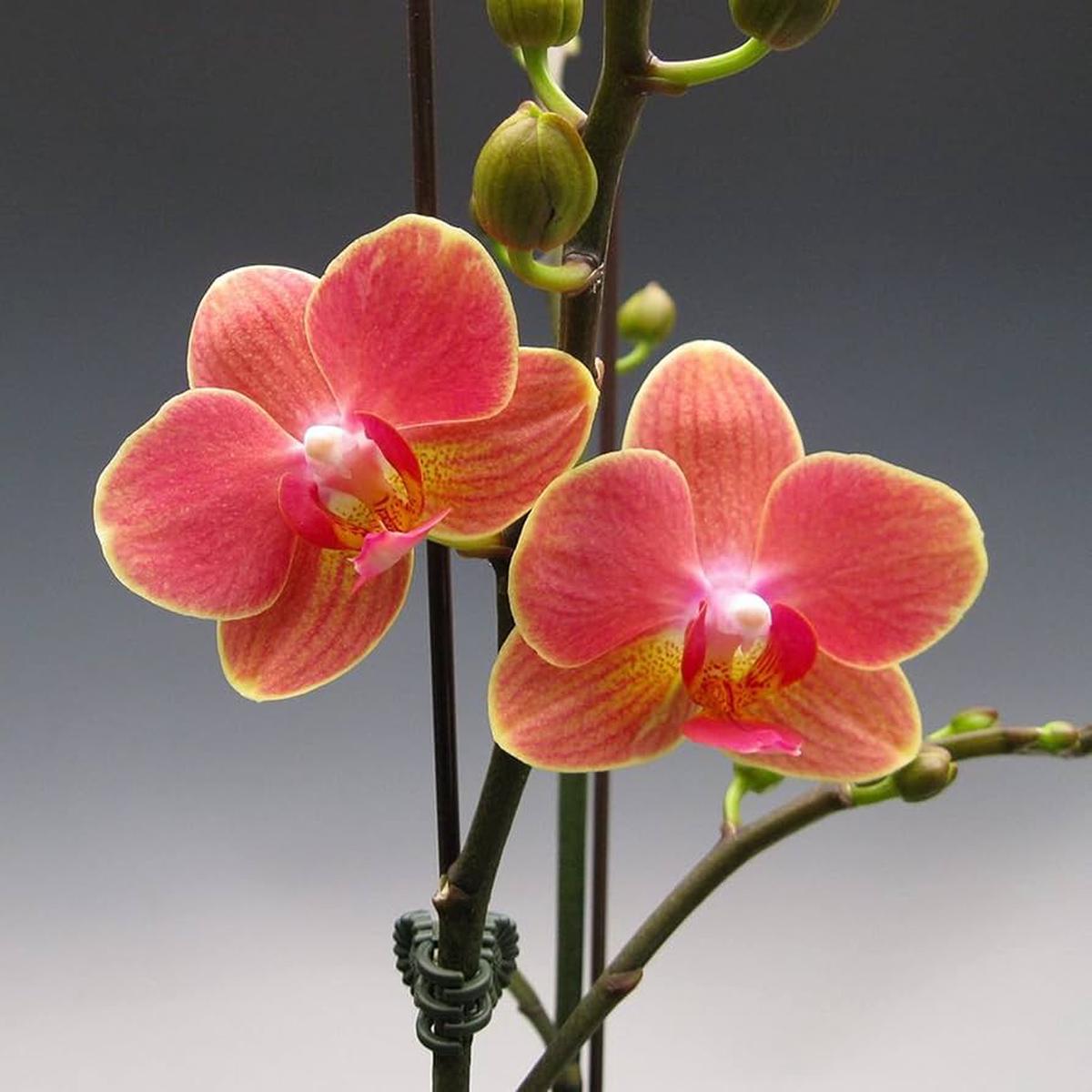 Orange Phalaenopsis Orchid Seeds Flower Seeds for Planting Bright Blooms, Heirloom, Non-GMO Garden Seeds