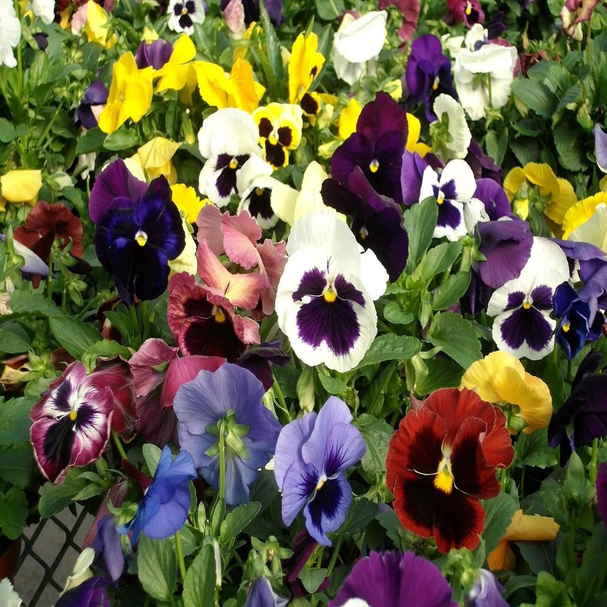 Pansy Swiss Flower Seeds for Planting Heirloom, Non-GMO, Pollinator Friendly