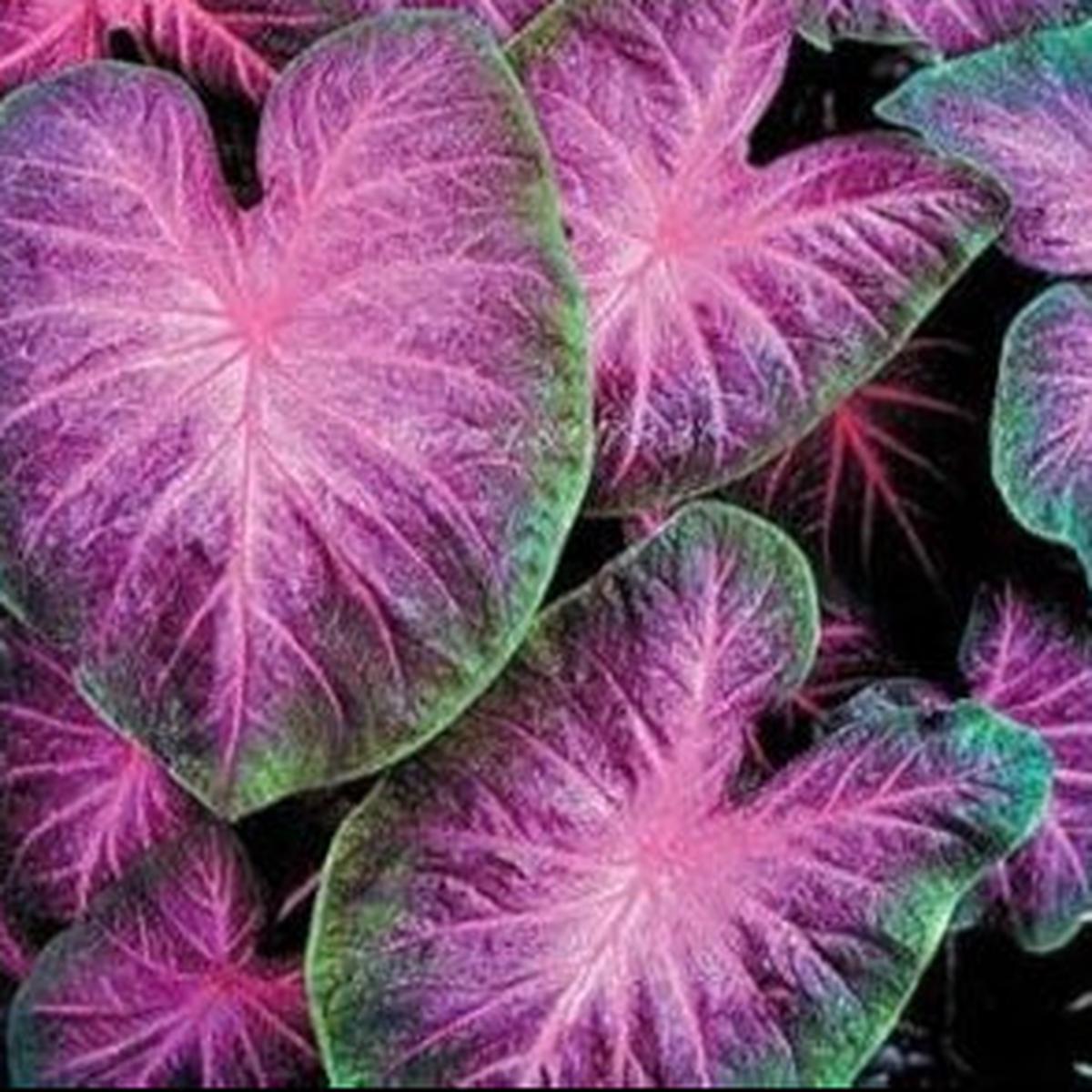 Purple and Green Caladium Herb Seeds for Planting Heirloom, Non-GMO, Organic Garden Seeds with High Germination