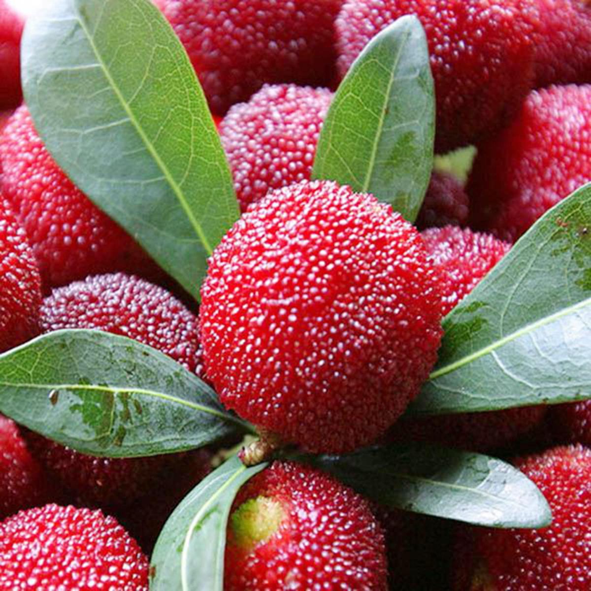 Rubra Fruit seeds for planting  Heirloom & Non-GMO Garden seeds