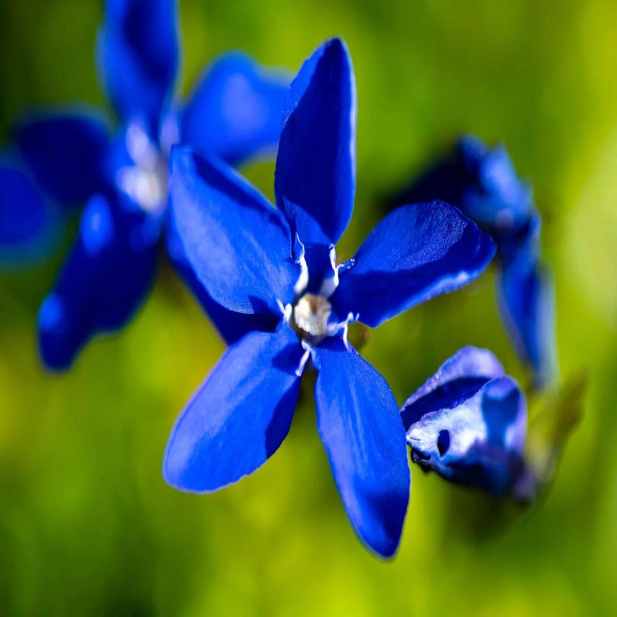 Violet Gentian Flower Seeds for Planting Heirloom, Non-GMO, Premium Quality, High Germination