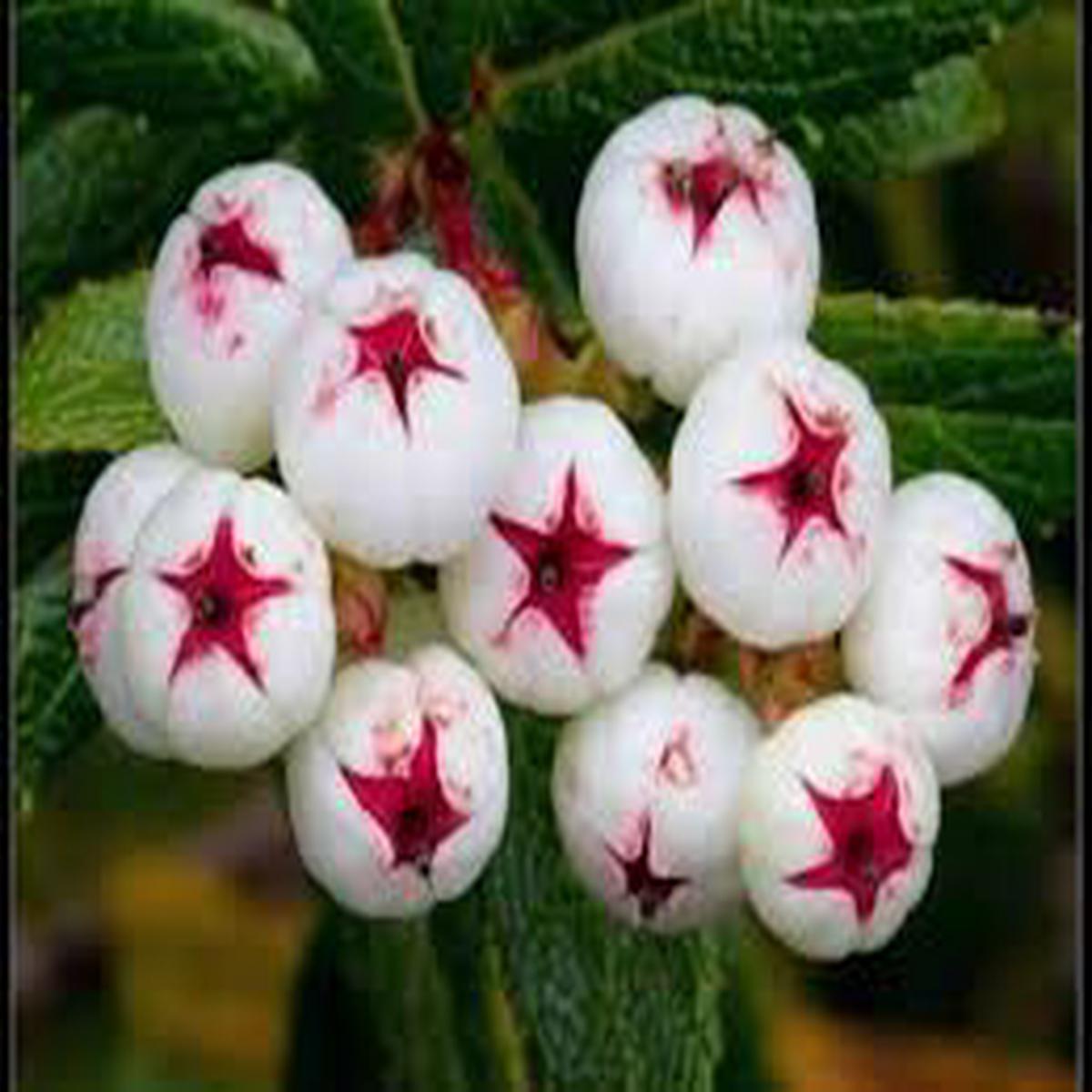 White Snow Berry fruit seeds for planting - Heirloom & Non-GMO Garden seeds