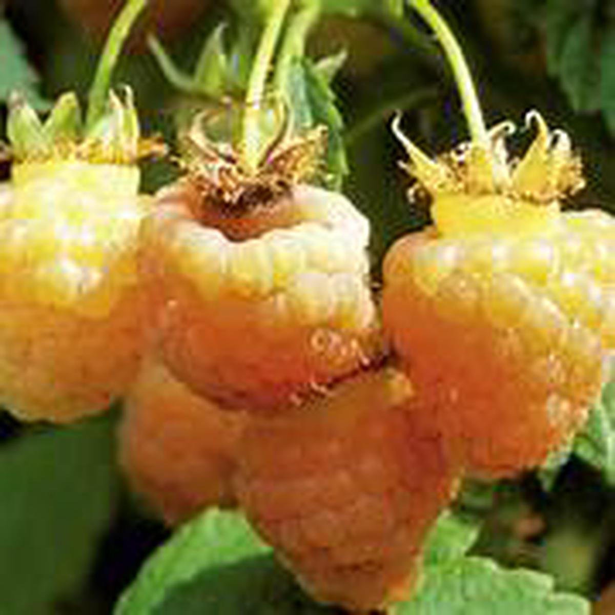 Yellow Raspberry fruit seeds for planting  Heirloom & Non-GMO seeds for exotic cloudberry-type plants