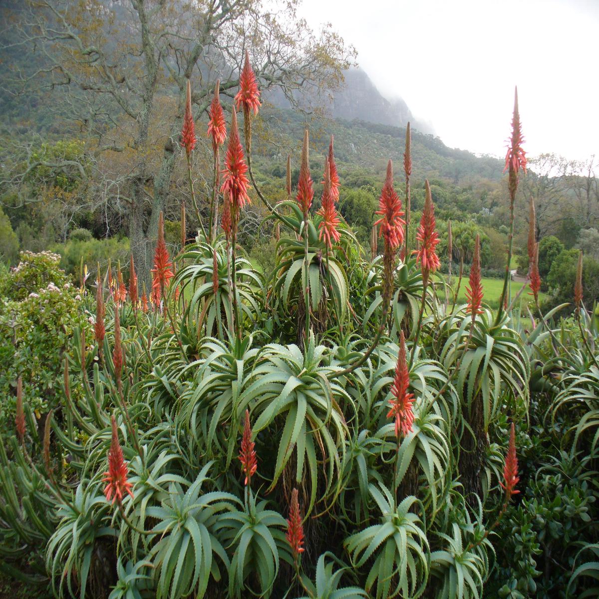 Aloe Arborescens Seeds for Planting  Cottage Garden Essential, Heirloom, Non-GMO, High Germination Organic Garden Seeds