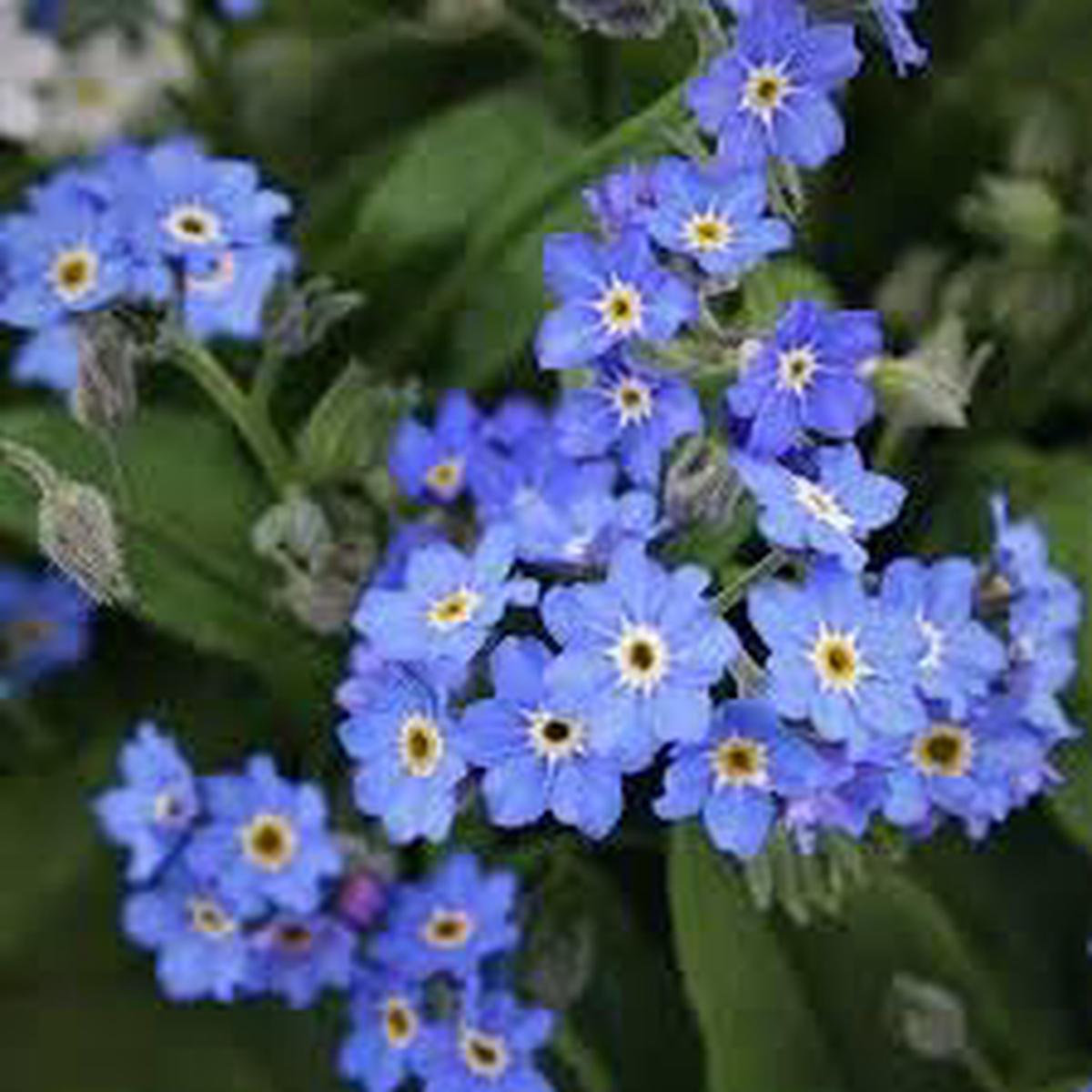 Alpine Vergissmeinnicht Flower Seeds for Planting Heirloom, Non-GMO, Long Bloom Season Organic Garden Seeds