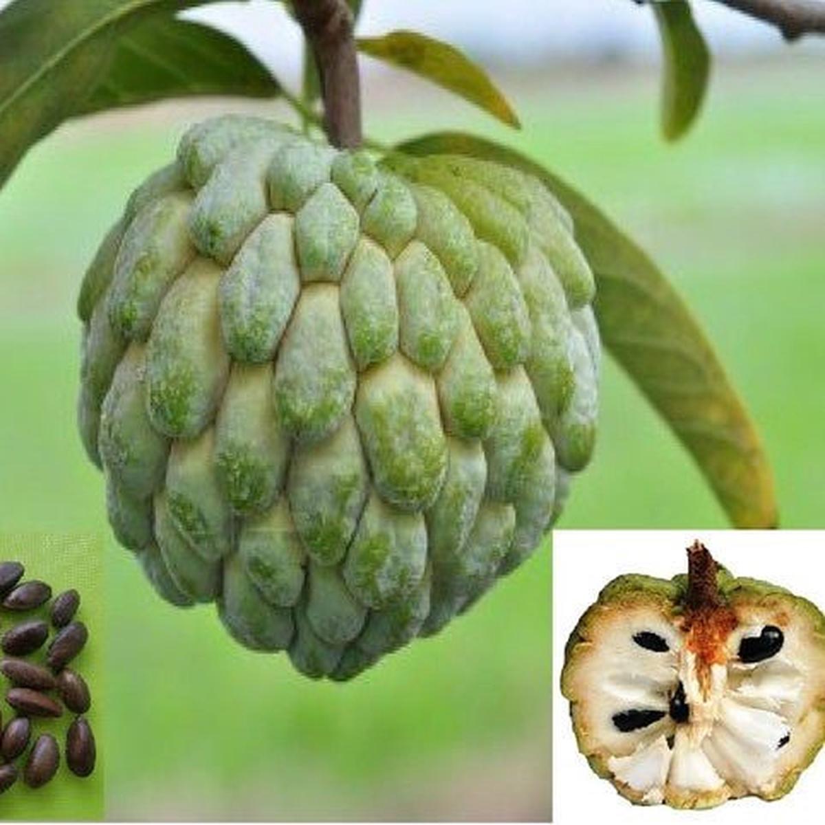 Annona Squamosa fruit seeds for planting Heirloom & Non-GMO garden seeds, sweet nutrient-rich tree variety