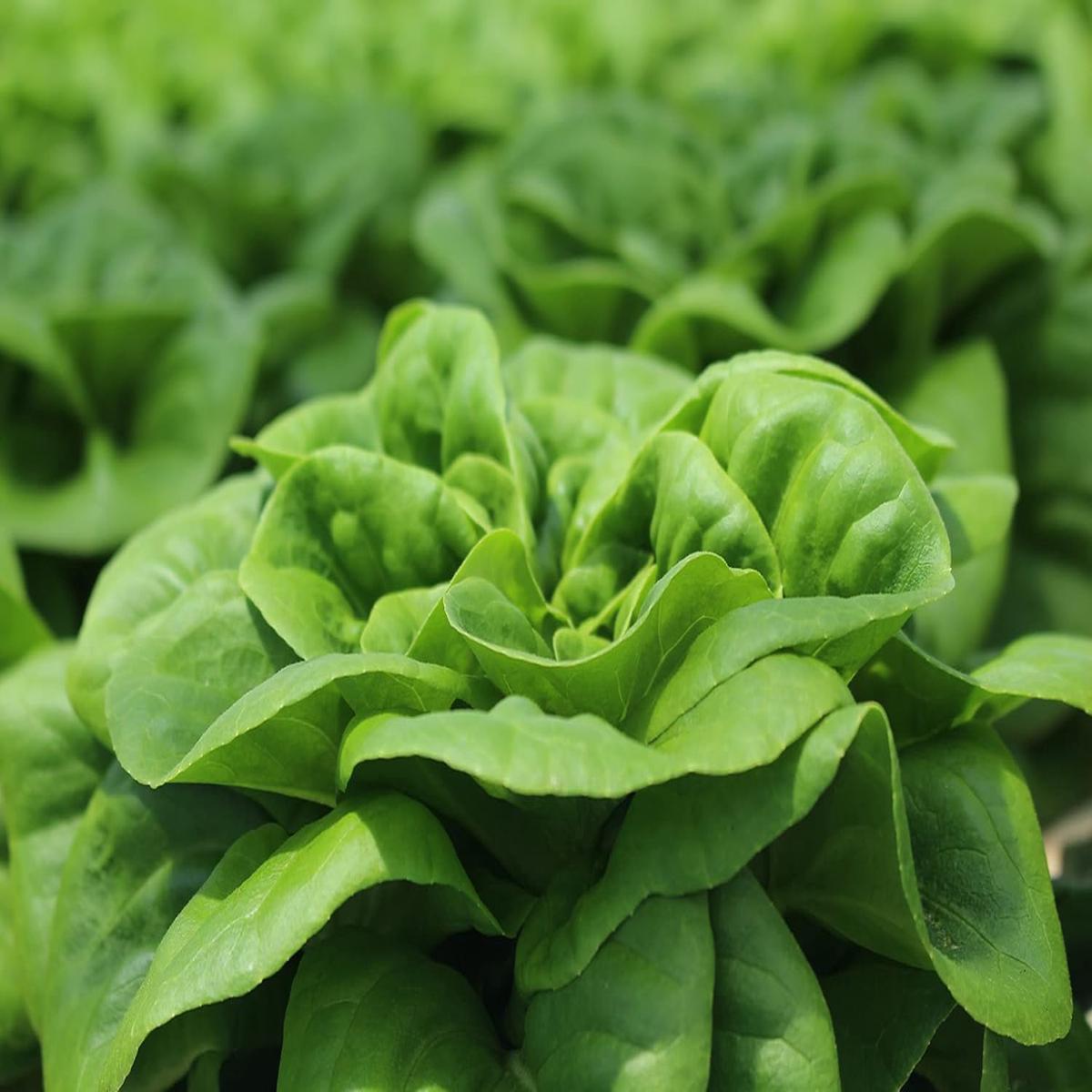 Buttercrunch Lettuce Seeds Heirloom Non-GMO Organic Garden Seeds for Planting, Crisp and Tender Greens