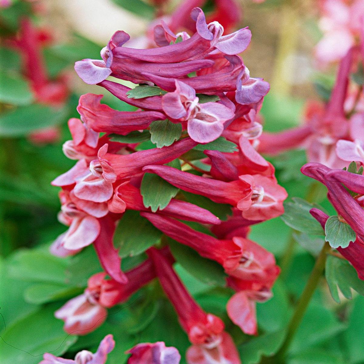 Corydalis Plant Seeds for Planting Heirloom, Non-GMO, High Germination Organic Garden Seeds