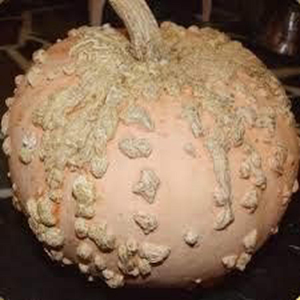 Cream Pumpkin Vegetable Seeds for Planting Heirloom & Non-GMO Garden Seeds