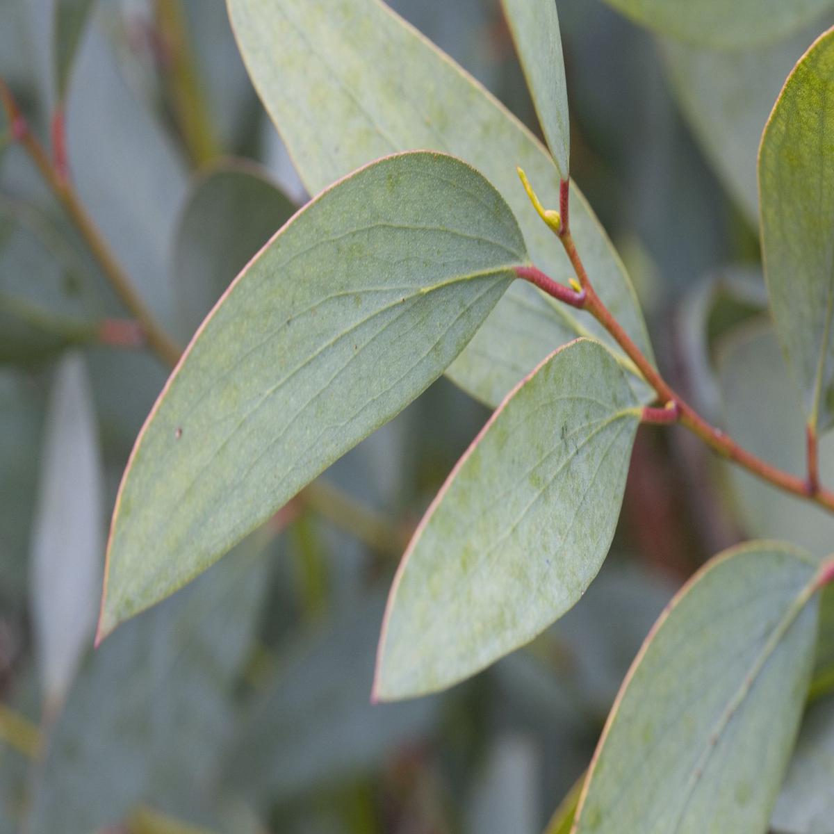 Eucalyptus Herb Seeds for Planting  Heirloom, Non-GMO Essential Seeds for Aromatic Gardens