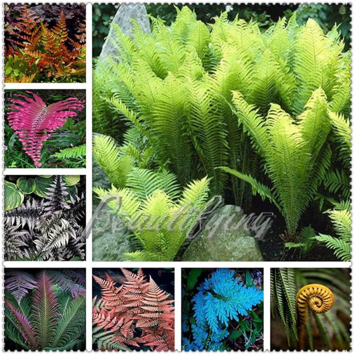 Fern Mixed Colour Seeds for Planting Heirloom, Non-GMO, High Germination, Cut Flower Favorite