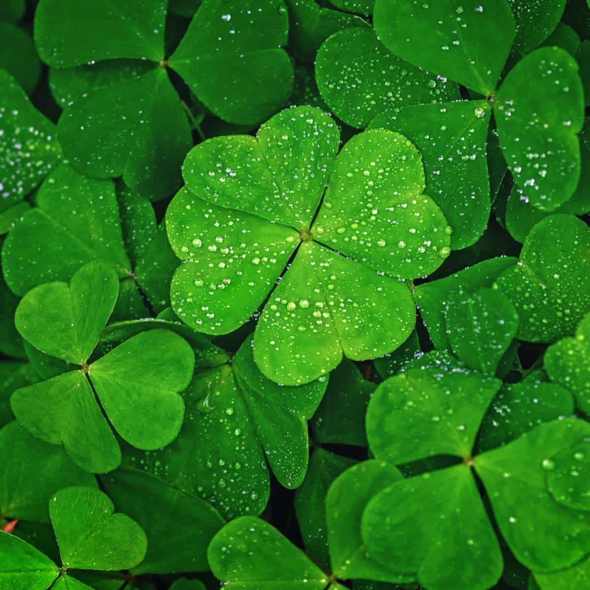 Four Leaf Clover Herb Seeds Heirloom, Non-GMO Seeds for Compact Garden Growth