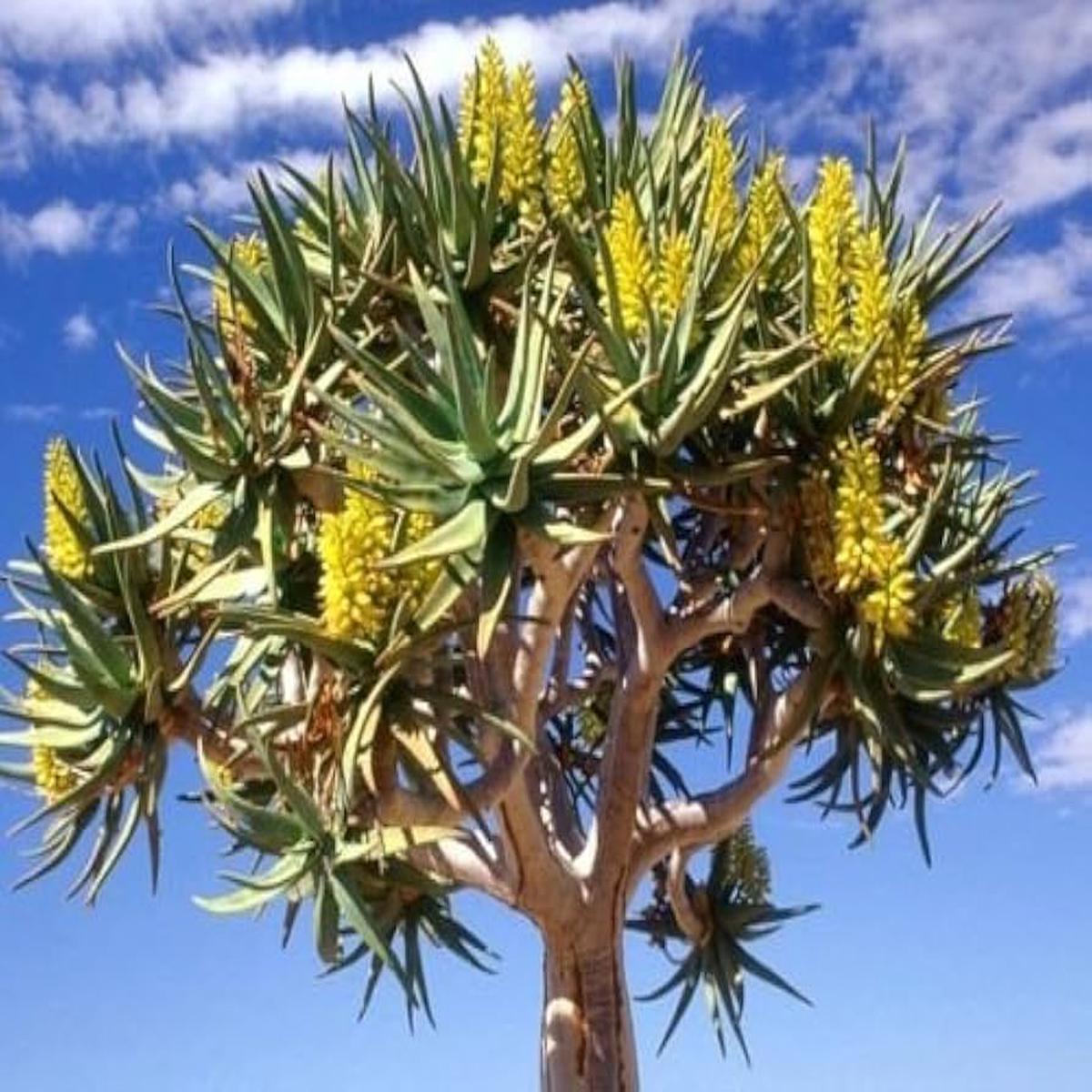 Green Aloe Dichotoma Herb Seeds for Planting Heirloom, Non-GMO, Organic Garden Seeds with High Germination