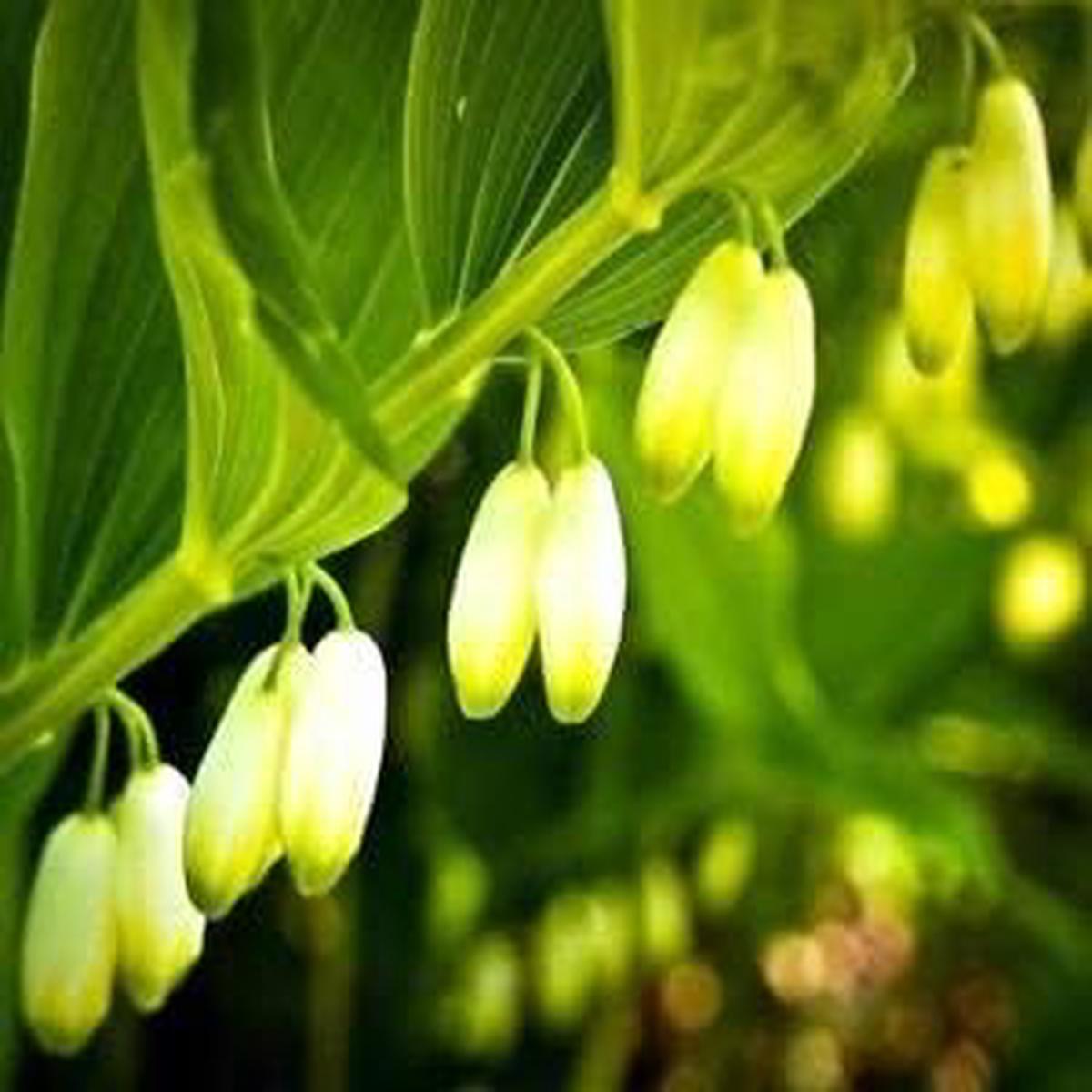 Green Polygonatum Solomon's Seal Herb Seeds for Planting Heirloom, Non-GMO, Organic Garden Seeds with High Germination