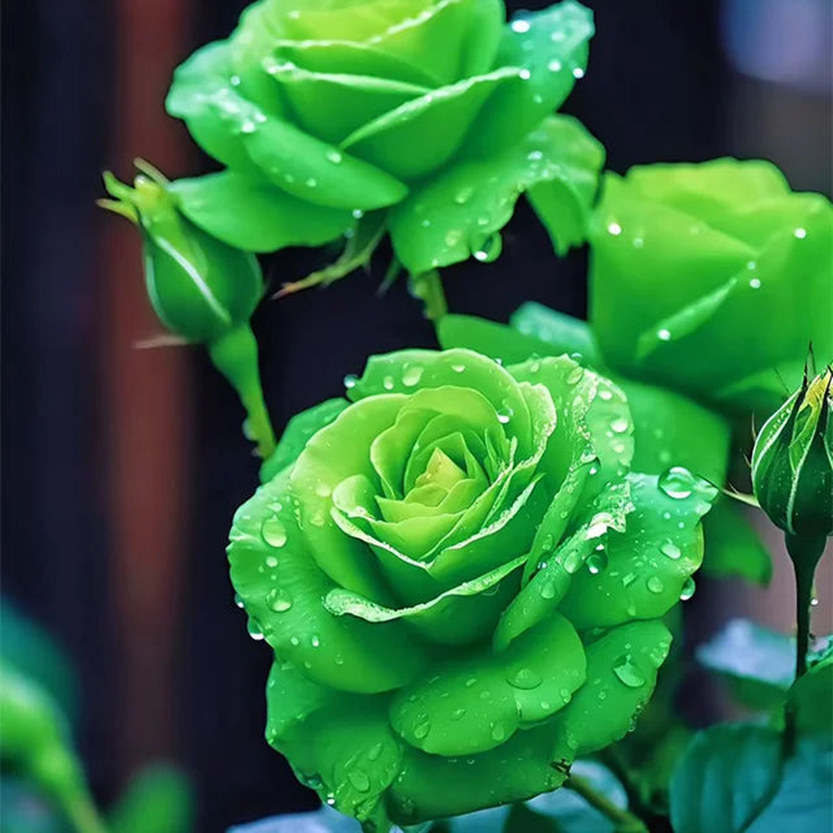 Green Roses Flower Seeds for Planting Compact Growth, Heirloom, Non-GMO, High Germination
