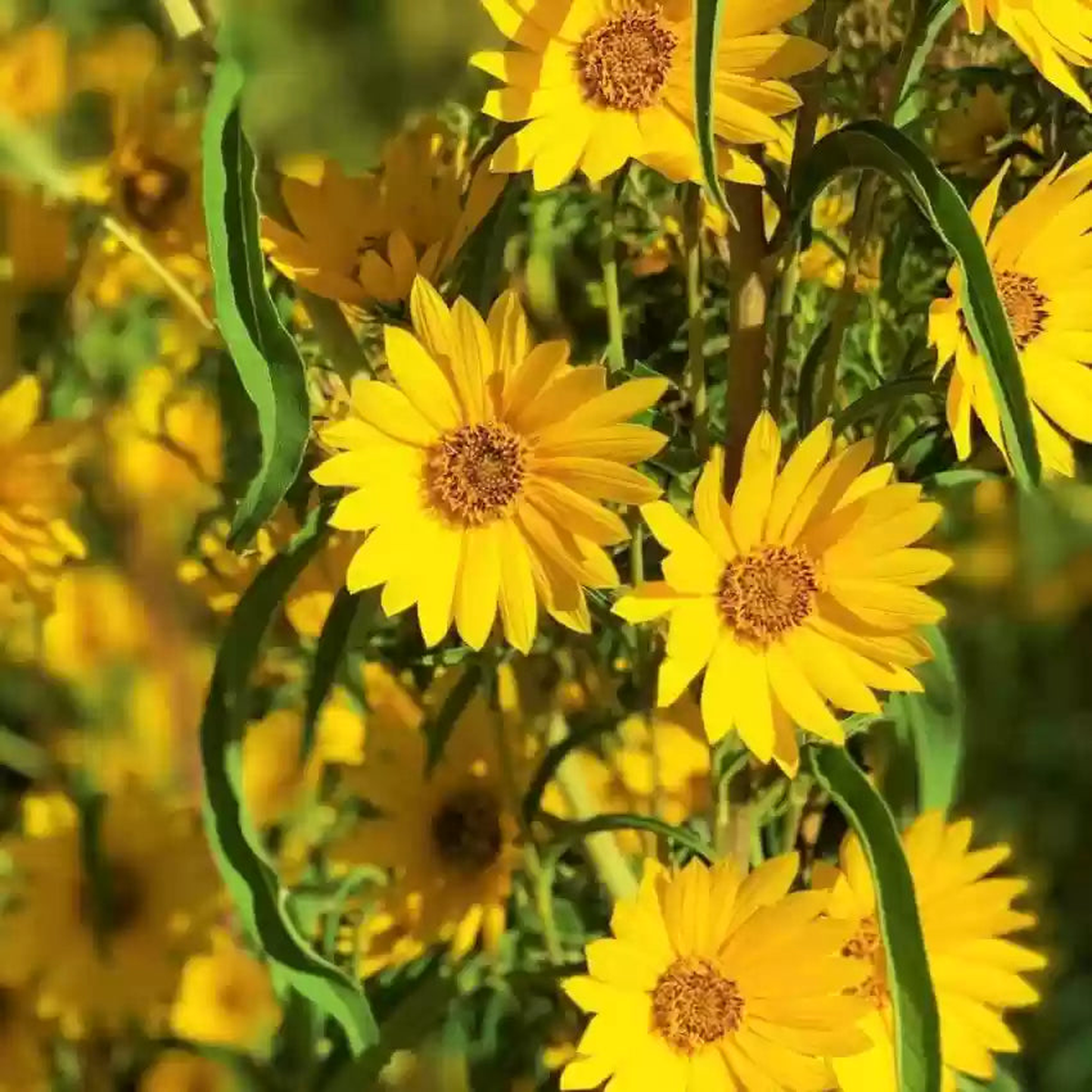 Heirloom Non-GMO Yellow Maximilian Flower Seeds for Planting  Tall Sunflower-Like Blooms
