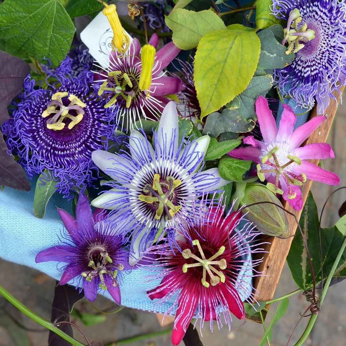 Multi-Colored Passion Flower seeds for Planting Perfect for Borders, Heirloom, Non-GMO Home Garden