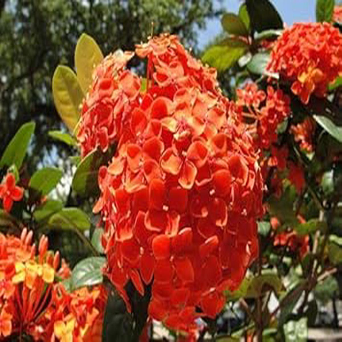 Orange Hydrangea Flower Seeds for Planting | Heirloom Non-GMO High Germination