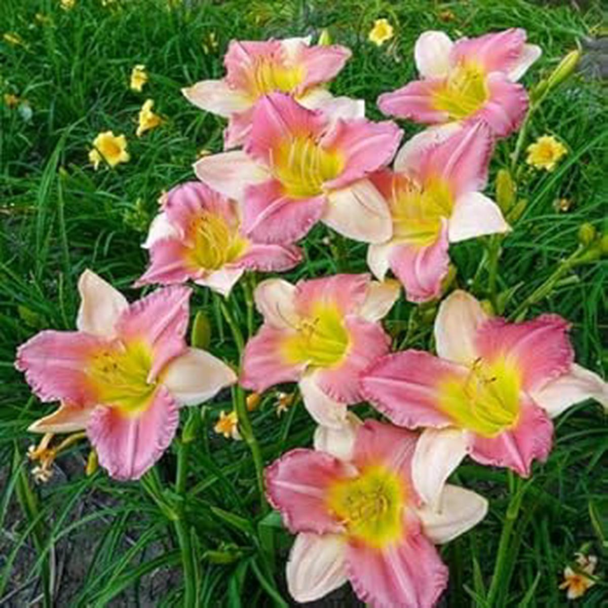 Pink White Hemerocallis Flower Seeds for Planting Heirloom, Non-GMO, High Germination Garden Seeds