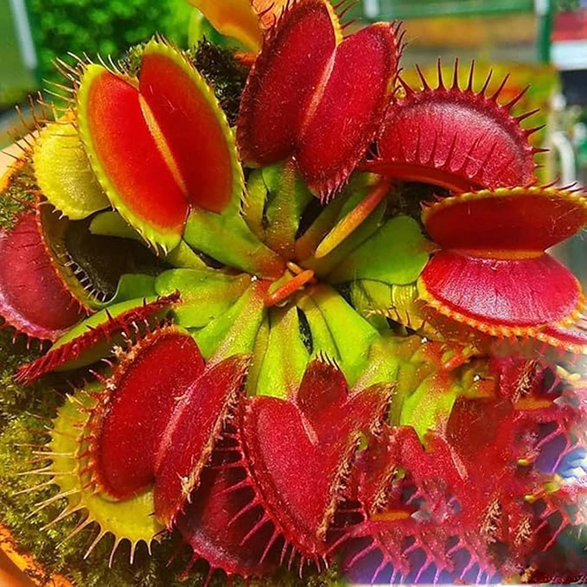 Red Catching Plant or Venus Fly Trap Seeds for Planting Heirloom Non-GMO High Germination Seeds