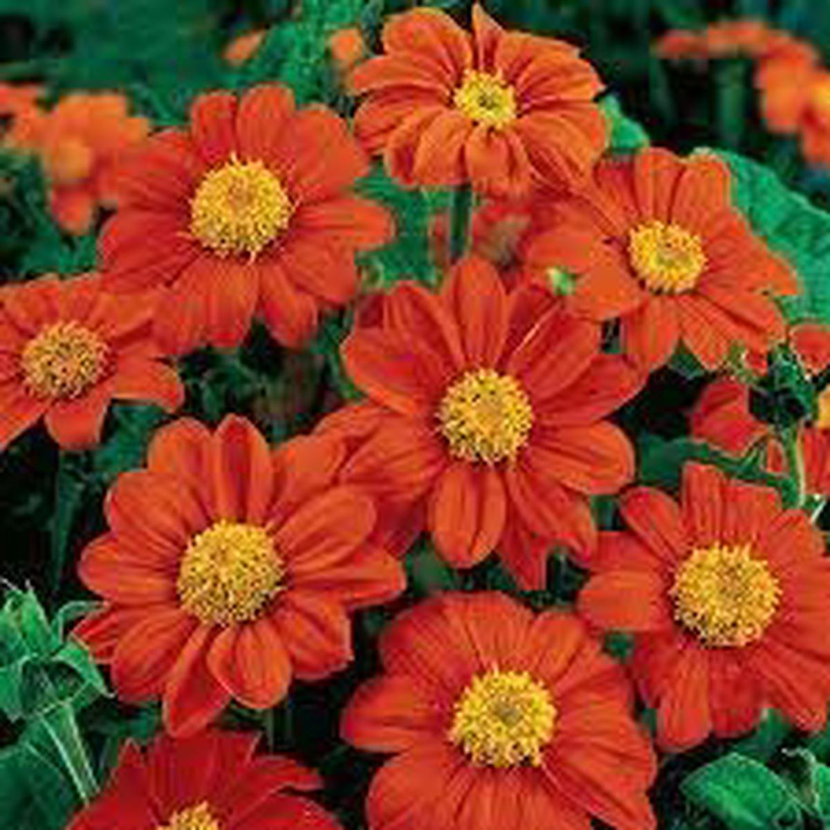 Tithonia Flower Seeds for Planting Low Maintenance, Heirloom, Non-GMO, High Germination Garden Seeds