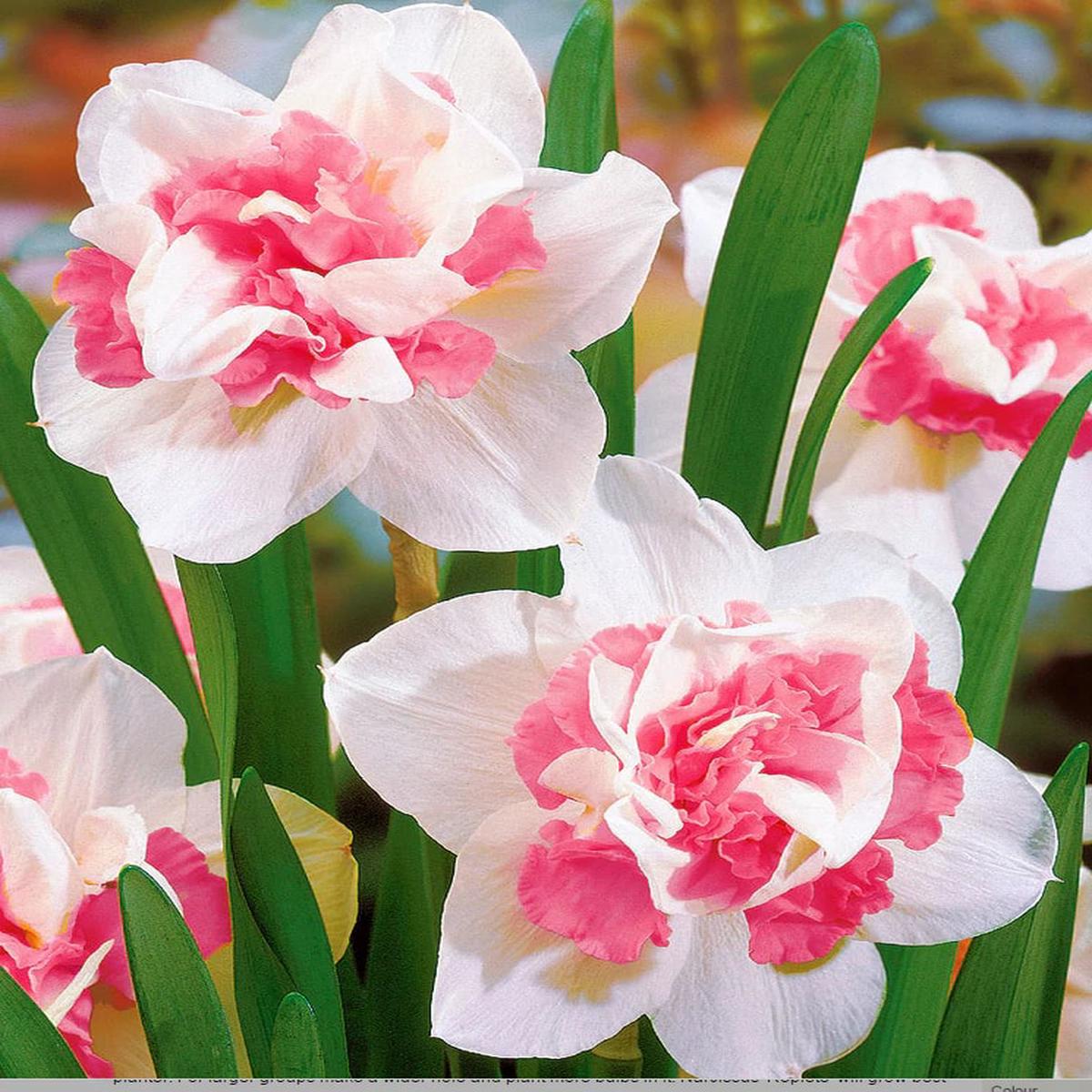 White Pink Double Narcissus Flower Seeds for Planting Heirloom, Non-GMO, High Germination