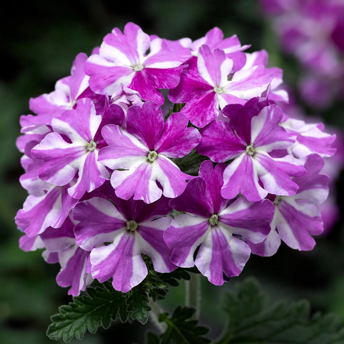 White Purple Geranium Flower Seeds for Planting Heirloom, Non-GMO, Long Bloom, High Germination