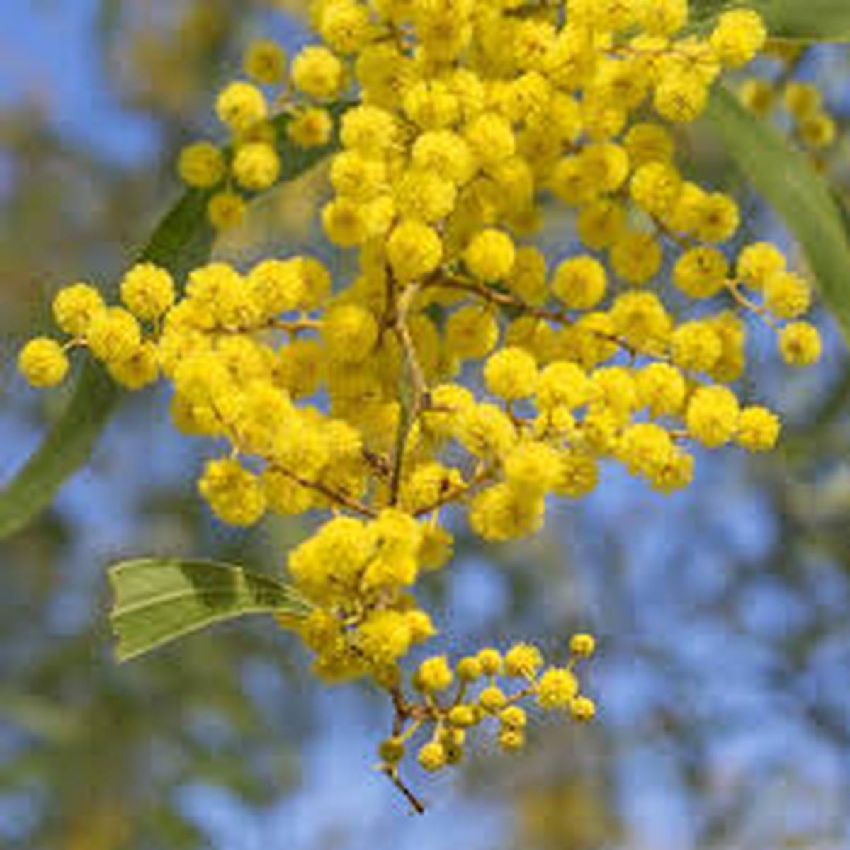 Yellow Wattle Flower Seeds for Planting  Fragrant Blossoms, Heirloom & Non-GMO Seeds for Home Garden