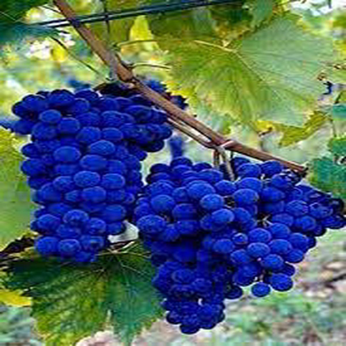 Blue Grape fruit seeds for planting - Heirloom & Non-GMO Garden seeds