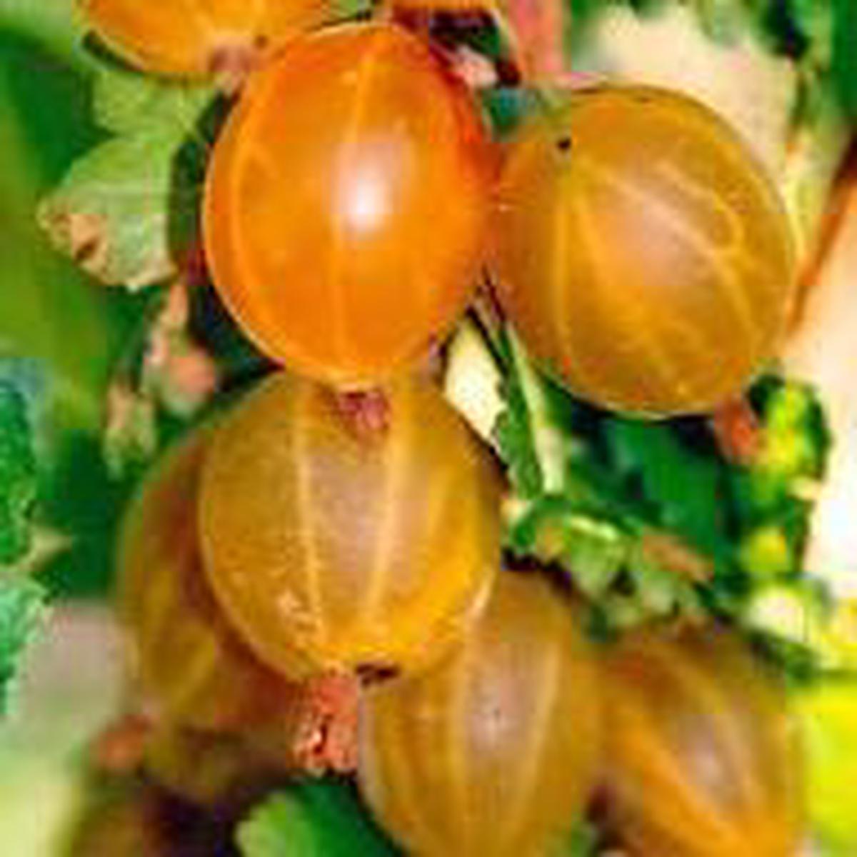 Brown Gooseberry Fruit Seeds Heirloom Non-GMO, High Germination Organic Garden Seeds for Planting