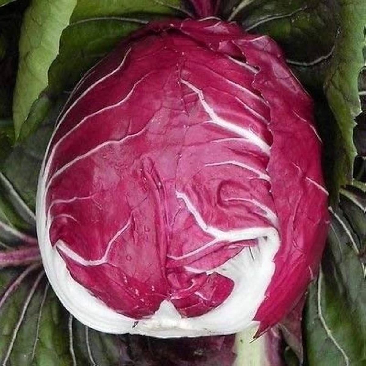Burgundy Radicchio Vegetable Seeds for Planting  Heirloom & Non-GMO Garden Seeds
