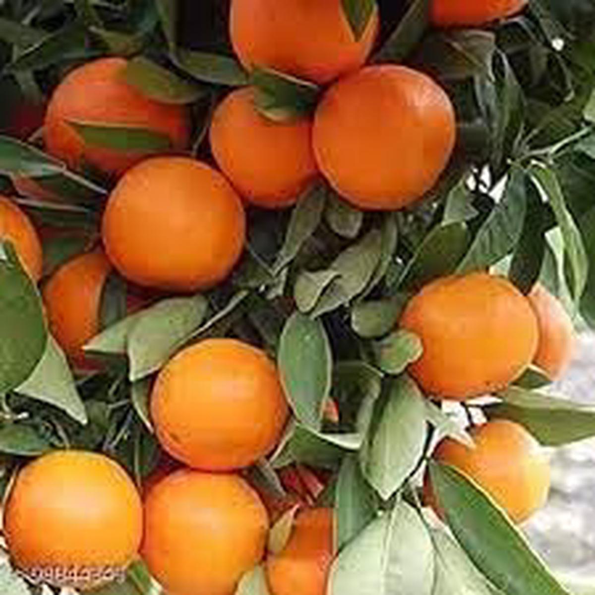 Citrus Aurantium Fruit Seeds for Planting  Heirloom, Non-GMO for Tangy Bitter Orange Trees