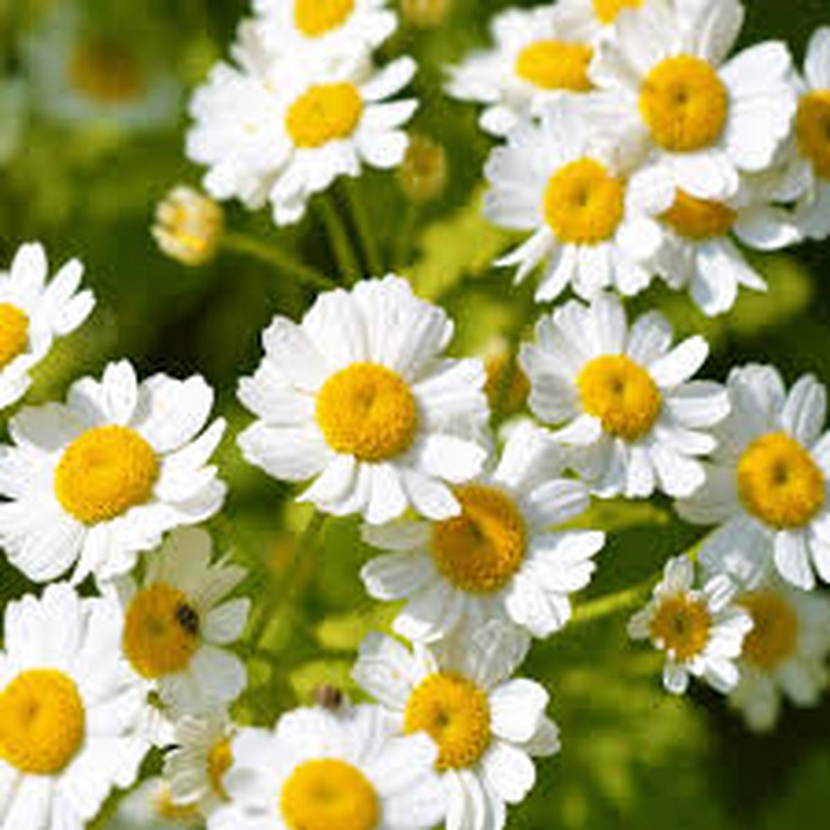 Feverfew Flower Seeds for Planting Heirloom, Non-GMO, Wildflower Mix Organic Garden Seeds