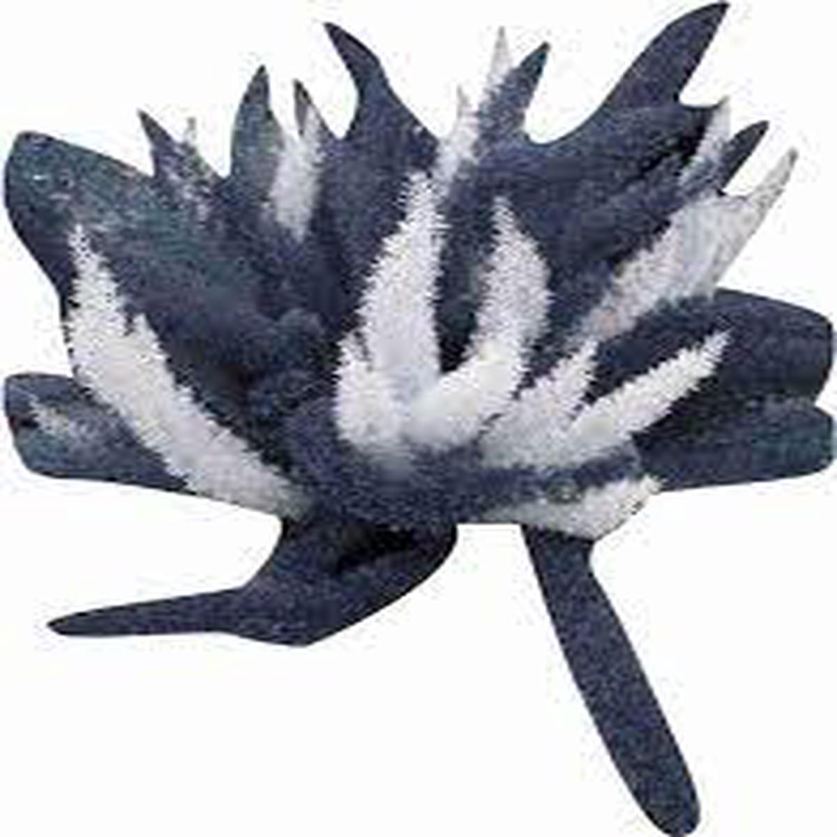 Futaba Foxtail Fern Herb Seeds for Planting Heirloom, Non-GMO, Organic Garden Seeds with High Germination