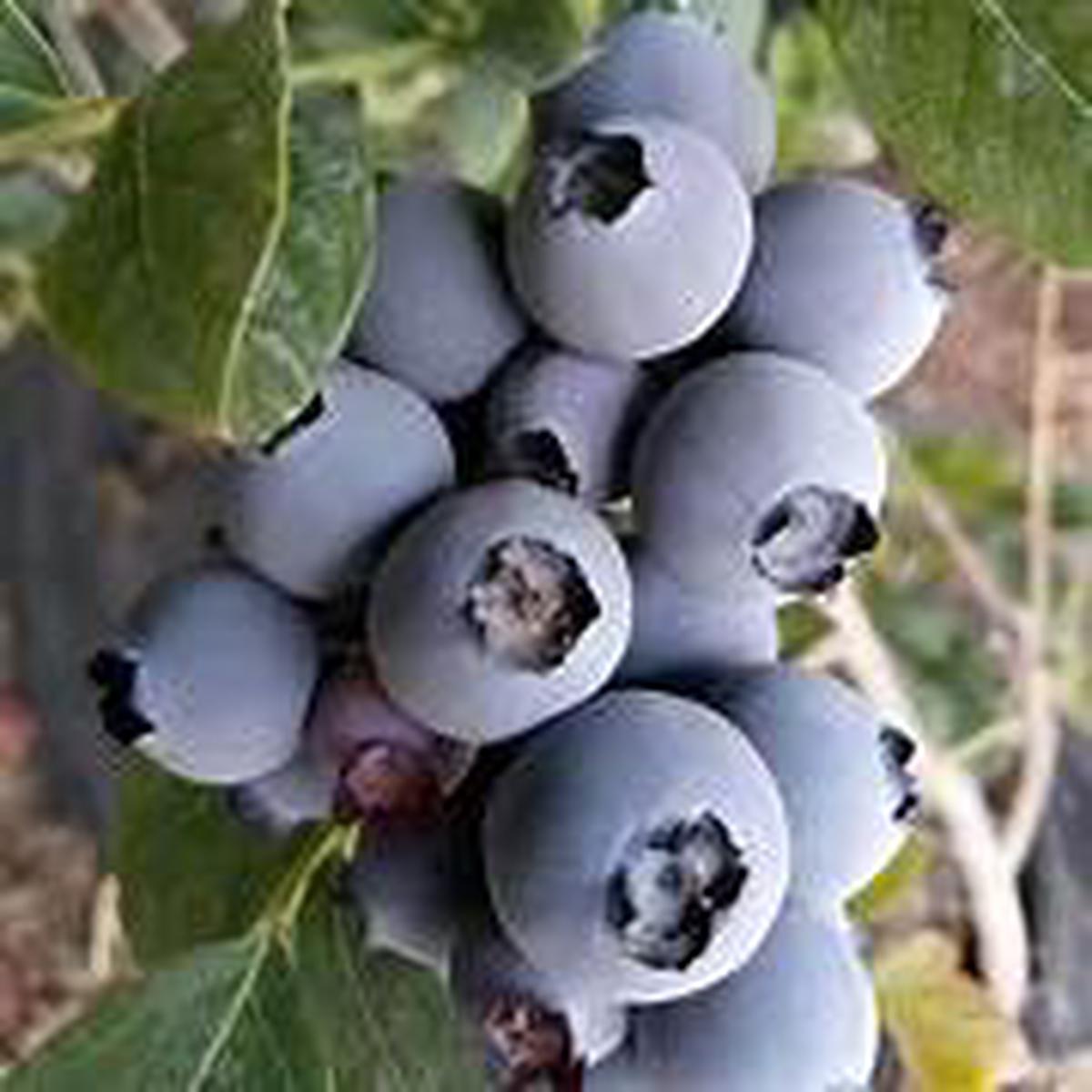 Giant Blueberry fruit seeds for planting - Heirloom & Non-GMO Garden seeds