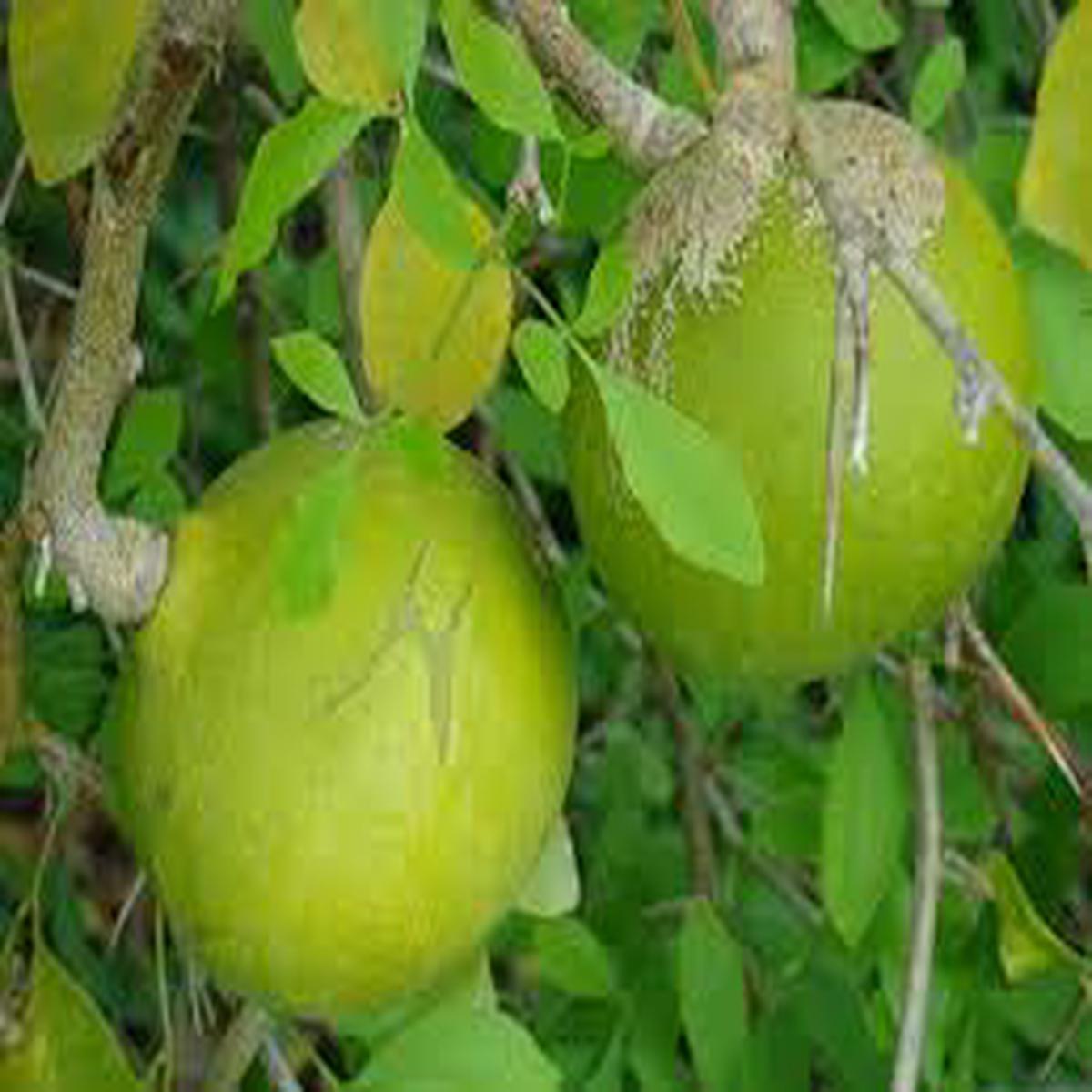 Green Bael Bel Patra Fruit Seeds for Planting Heirloom, Non-GMO for Sacred Medicinal Trees