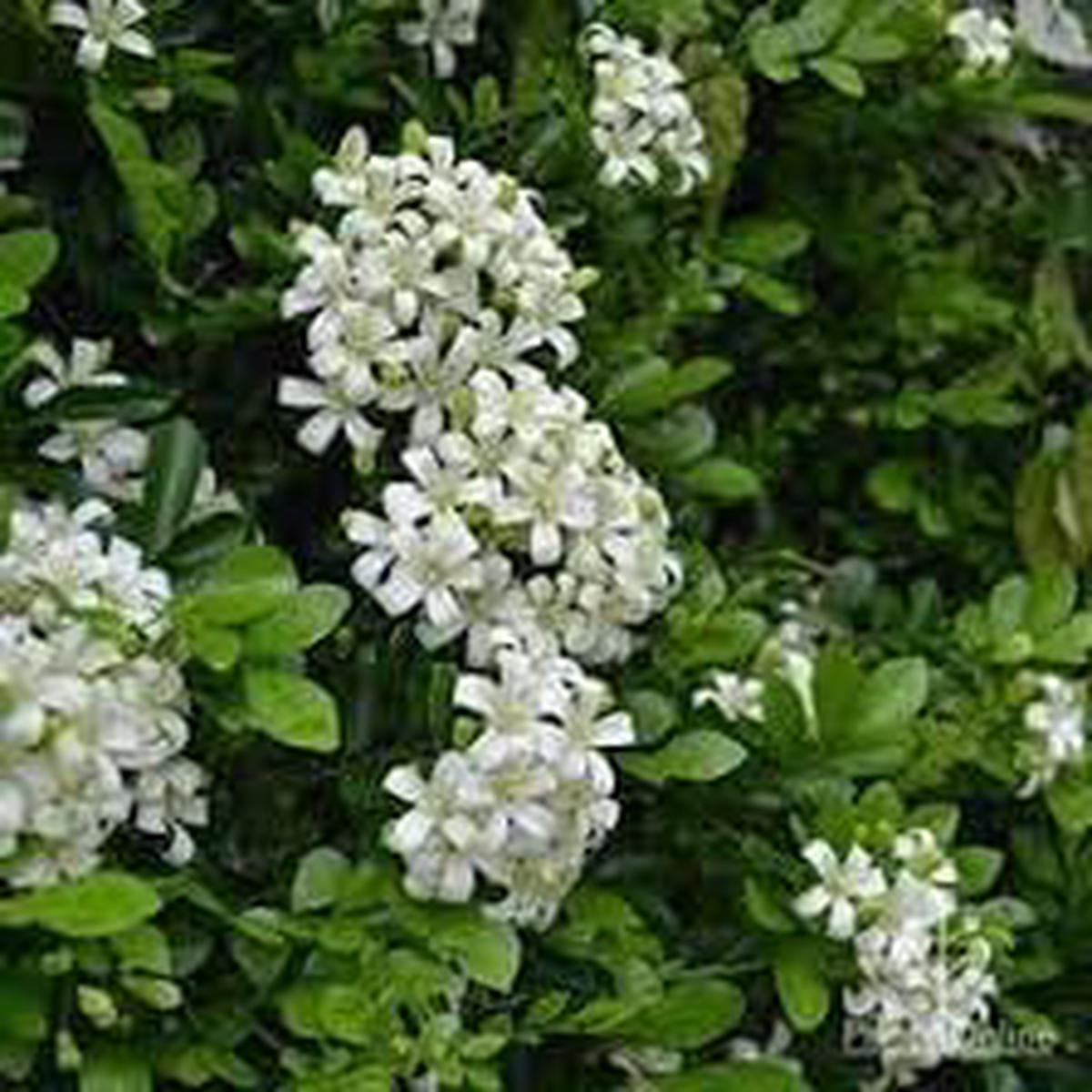 Heirloom Murraya Flower Seeds for Planting Non-GMO, Vibrant Colors, High Germination