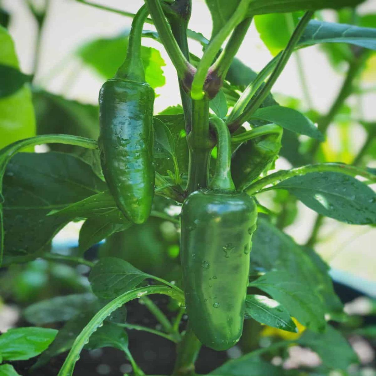 Jalapeno Pepper Seeds for Planting Heirloom & Non-GMO Vegetable Seeds