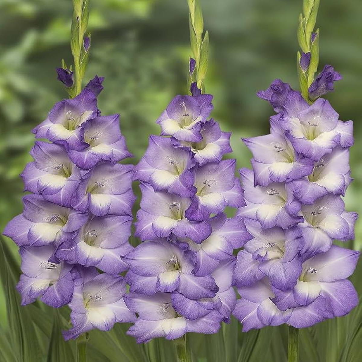 Light Violet Gladiolus Flower Seeds for Planting Heirloom, Non-GMO High Germination Blooms