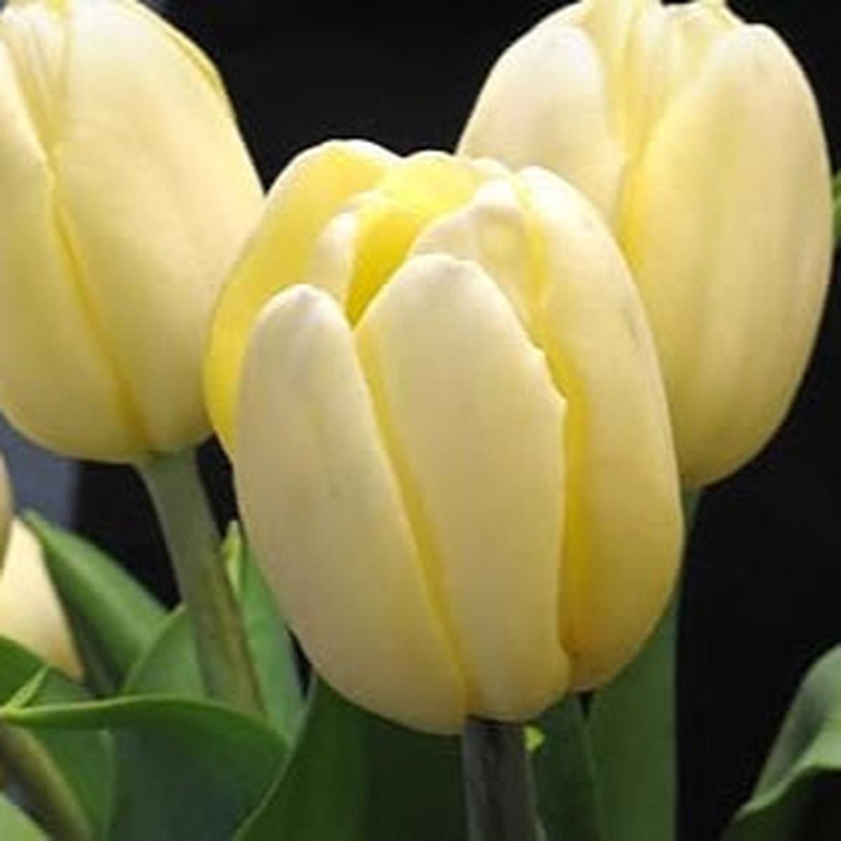 Light Yellow Tulip Flower Seeds for Planting Heirloom, Non-GMO Compact-Growth Organic Garden Seeds