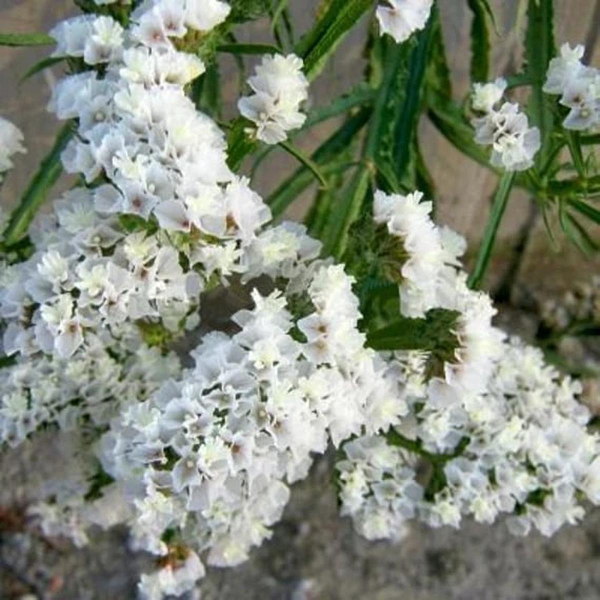 Limonium Sinuatum Iceberg Flower Seeds for Planting Compact Growth, Heirloom, Non-GMO, High Germination
