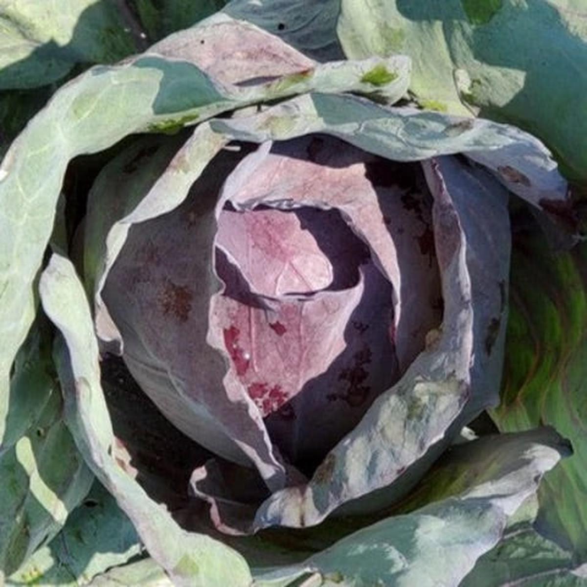 Red Acre Cabbage Seeds for Planting Heirloom, Non-GMO, Compact Leafy Vegetable
