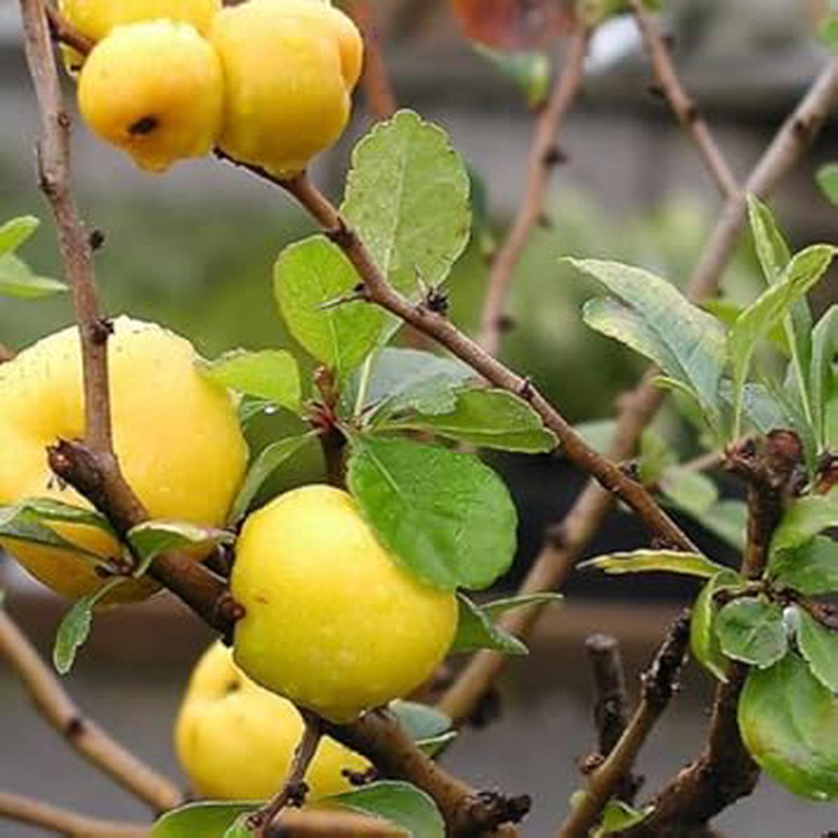 Yellow Quince fruit seeds for planting  Heirloom & Non-GMO garden seeds, aromatic heirloom fruits for backyard growing