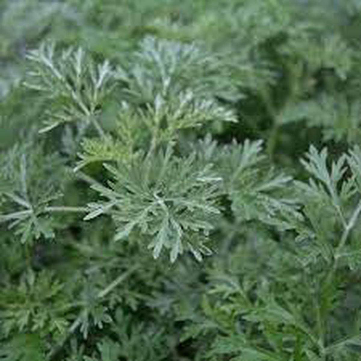 Absinthe Wormwood Herb Seeds for Planting Heirloom, Non-GMO, Organic Garden Seeds with High Germination Rate