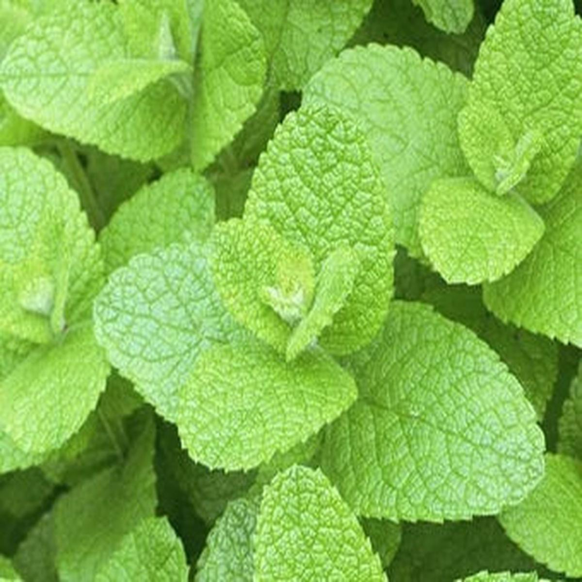 Apple Mint Herb Seeds  Heirloom, Non-GMO Seeds for Garden Planting, Top Choice Variety