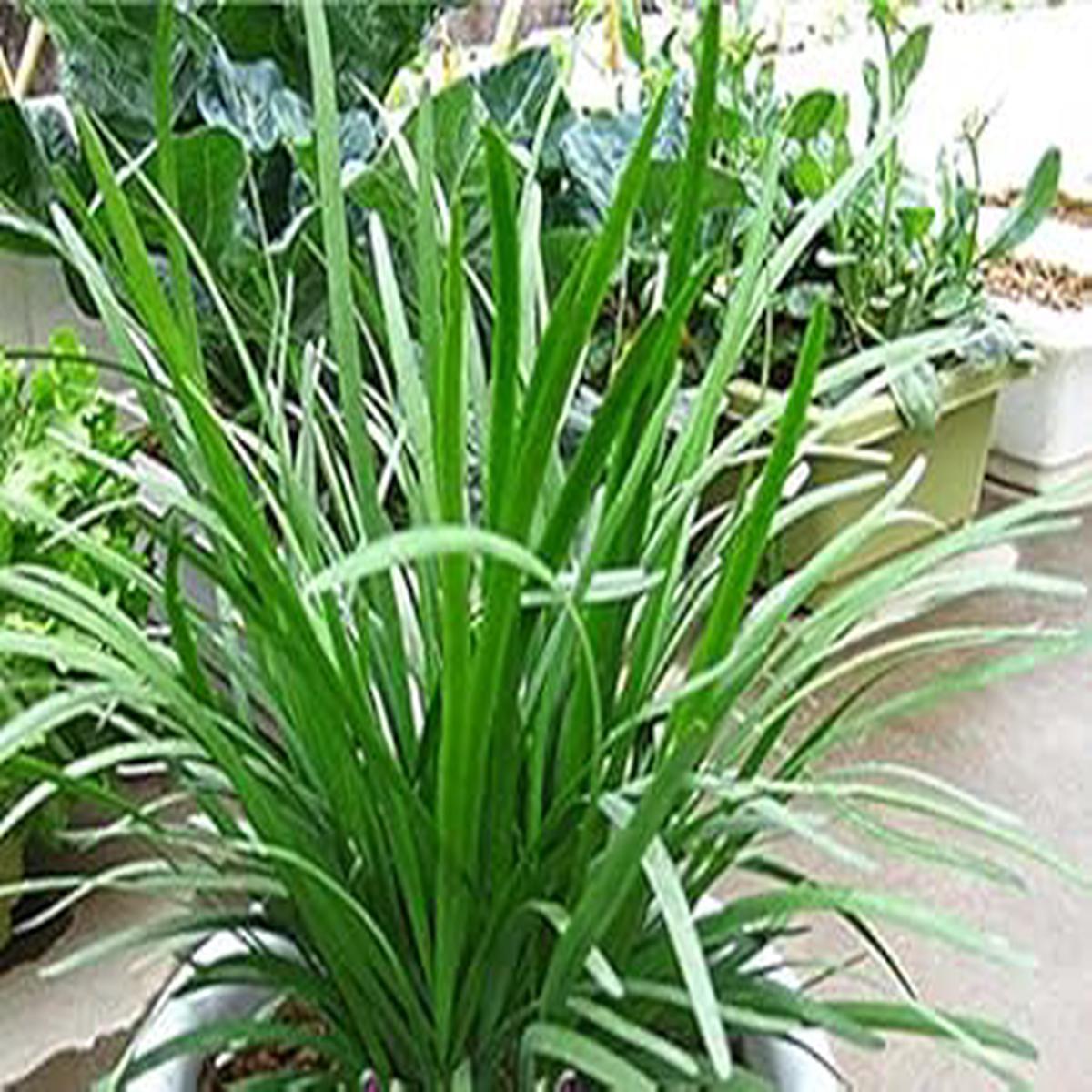 Chive Vegetable Seeds for Planting Heirloom & Non-GMO Herb Seeds for Seasoning & Culinary Gardens