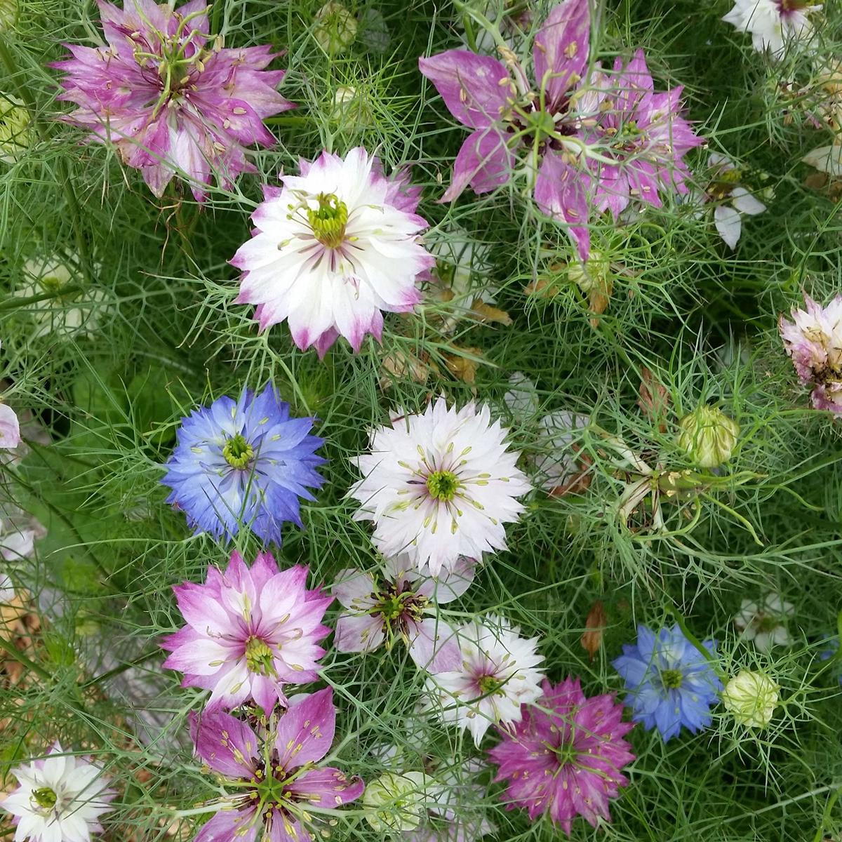 Damascena Flower Seeds  Premium Heirloom Blooms for Home Gardens