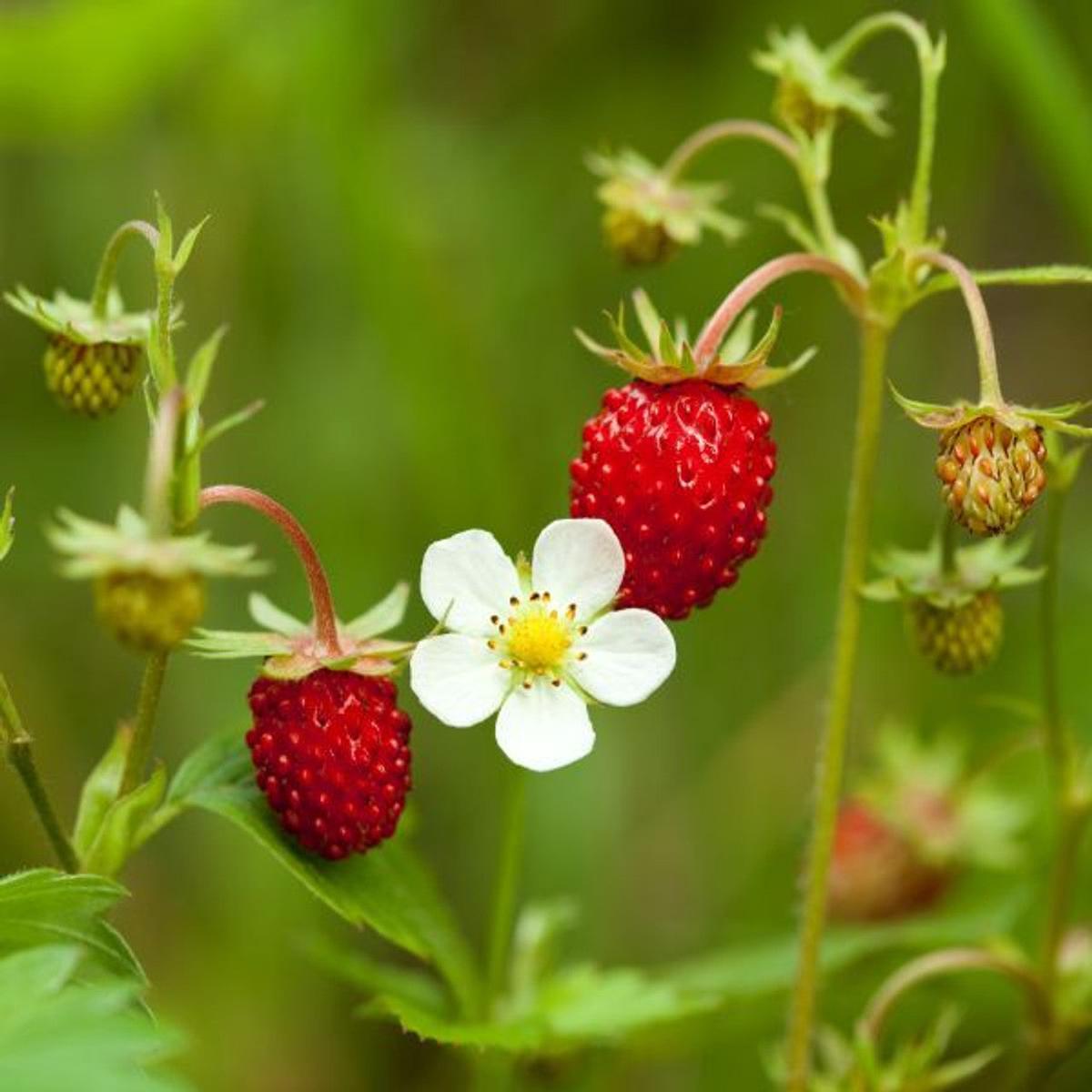Fragaria vesca Fruit Seeds Heirloom Wild Alpine Strawberry Seeds for Garden Planting